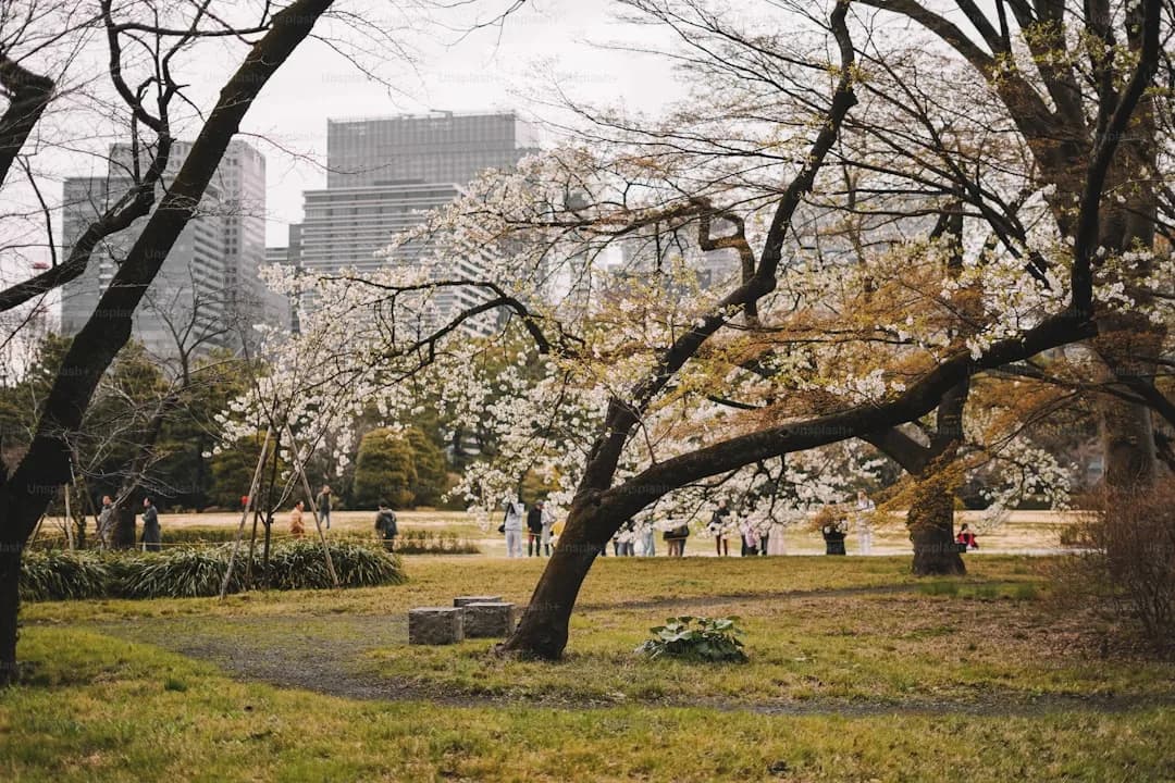 Best Time to Visit Japan: Season-by-Season Guide