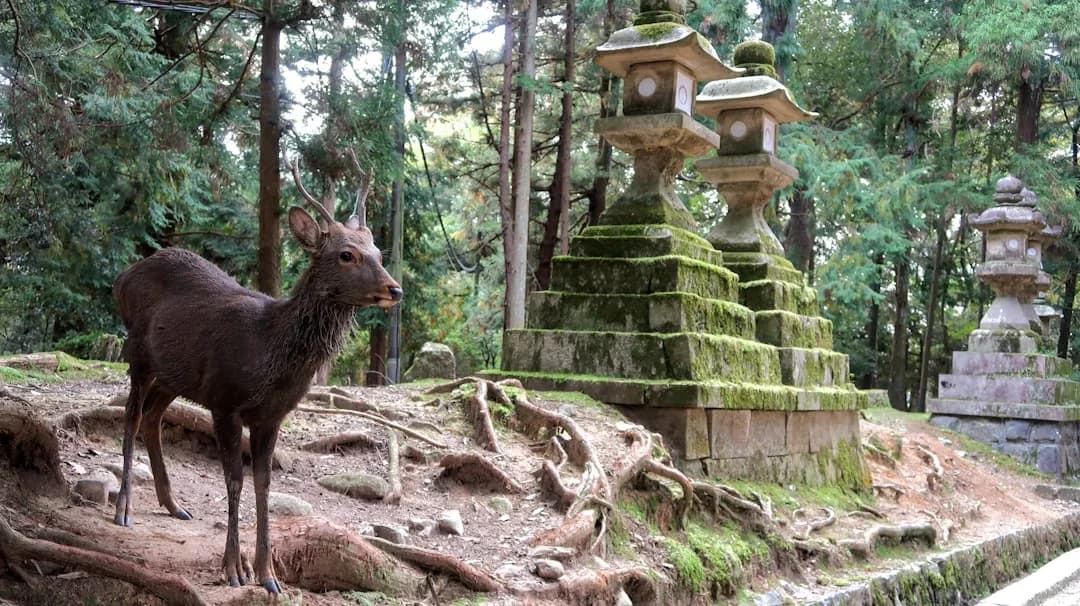 Nara