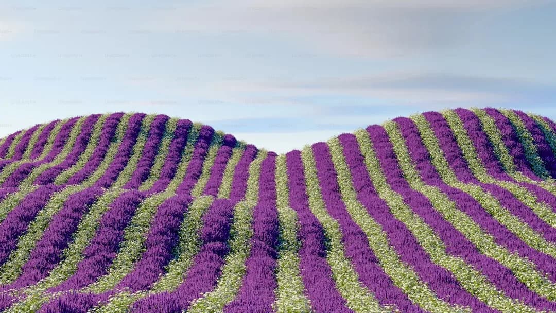 Hokkaido