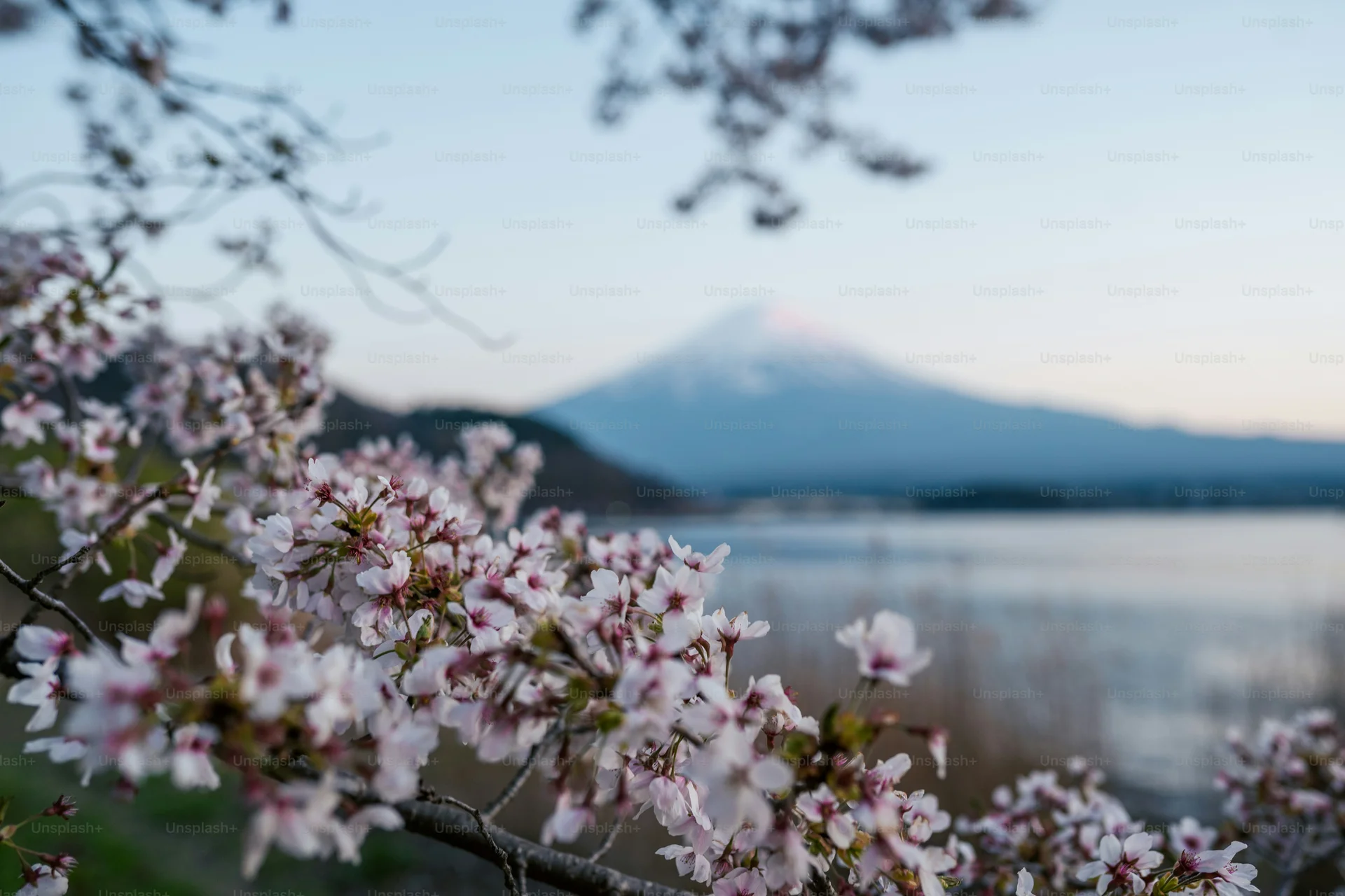 Mount Fuji with cherry blossoms